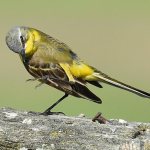 Wagtail bird