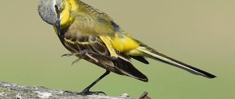 Wagtail bird