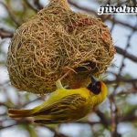 Birds-Africa-Descriptions-names-and-features-of-birds-Africa-3