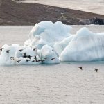 Birds of the Arctic