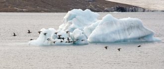 Birds of the Arctic