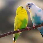 Canary birds