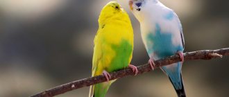 Canary birds