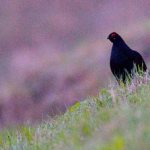 Birds of the Krasnodar region: Caucasian black grouse