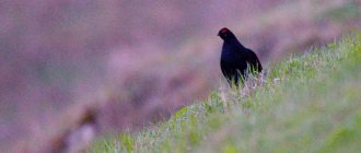 Birds of the Krasnodar region: Caucasian black grouse