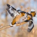 Birds of the Tula region