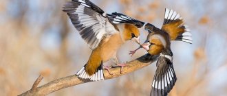 Birds of the Tula region