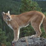 puma wild animal