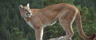 puma wild animal