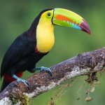 Rainbow toucan