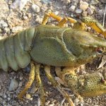 crayfish