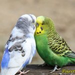 Reproduction of budgerigars: from choosing a pair to the appearance of chicks