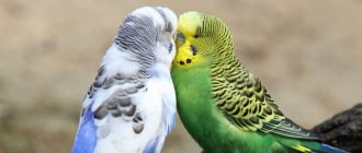 Reproduction of budgerigars: from choosing a pair to the appearance of chicks