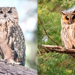 Difference between owl and eagle owl