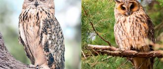 Difference between owl and eagle owl