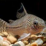 Breeding aquarium catfish at home