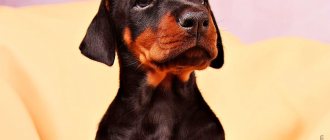 Doberman development occurs up to 2 years of age