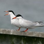 Common tern: photo, bird.