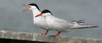 Common tern: photo, bird.