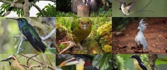 The rarest birds: 12 representatives from the Red Book