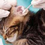 Regular ear cleaning prevents ear infections