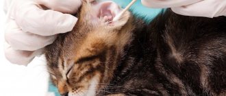 Regular ear cleaning prevents ear infections