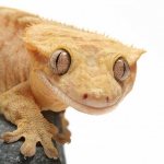 Ciliated gecko