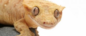 Ciliated gecko