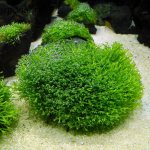 Riccia, types, care, how to plant