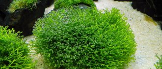 Riccia, types, care, how to plant