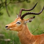 Horns Gazelle