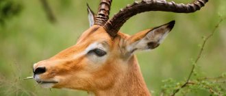 Horns Gazelle