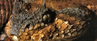 horned viper