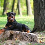 Rottweiler