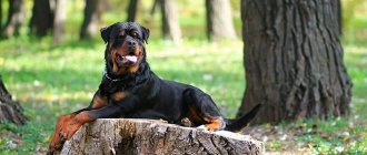 Rottweiler