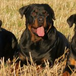 Rottweilers