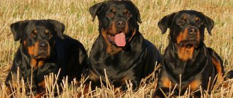 Rottweilers