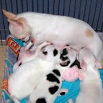 Birth of Chihuahua puppies Photo