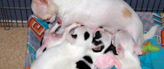 Birth of Chihuahua puppies Photo