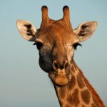 Giraffe horns photo