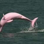 pink river dolphin