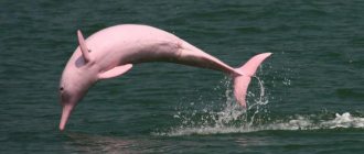 pink river dolphin