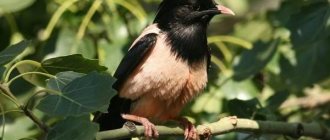 Pink-starling-bird-Description-and-features of the pink-starling