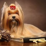 Russian salon dog prooda