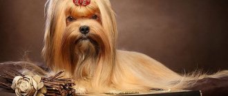 Russian salon dog prooda