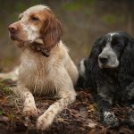 Russian Spaniel and Cocker Spaniel