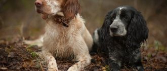 Russian Spaniel and Cocker Spaniel