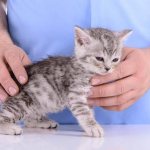 Vomiting in a kitten or adult cat after eating may be a sign of a life-threatening condition for the pet, so you should immediately contact a veterinary clinic