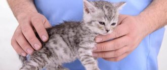 Vomiting in a kitten or adult cat after eating may be a sign of a life-threatening condition for the pet, so you should immediately contact a veterinary clinic