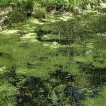 Duckweed